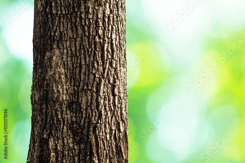 tree trunk closeup 