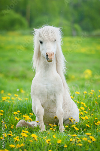 Funny little shetland pony sitting on the field with flowers