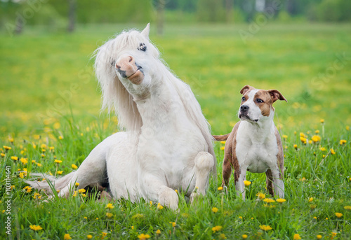 Little shetland pony and american staffordshire terrier dog on the field with yellow flowers