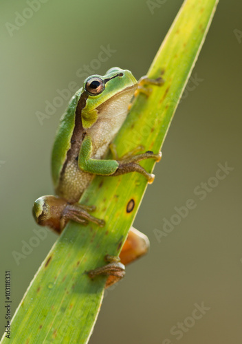 Green Tree Frog on a reed leaf (Hyla arborea)