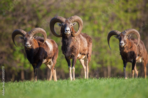 Wild mouflons