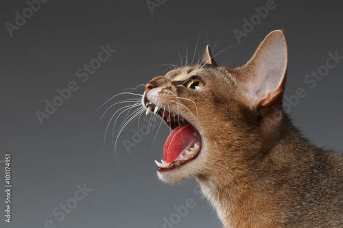 Closeup Portrait of Hisses Abyssinian cat Isolated on black background