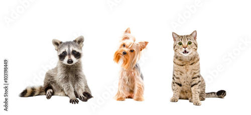Raccoon, dog and cat