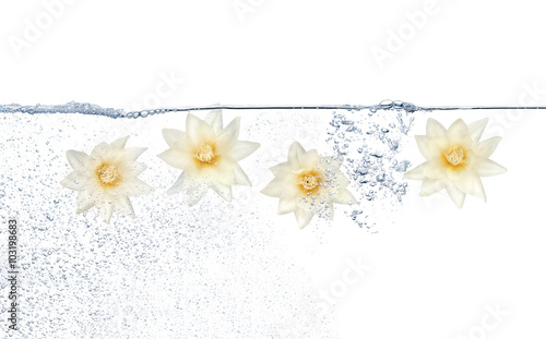 Cztery białe kwiaty pod wodą i pęcherzyki na białym tle
