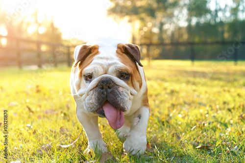 Purebred English bulldog dog canine pet walking towards viewer getting exercise outside in yard grass fenced area looking happy fit hot determined focused