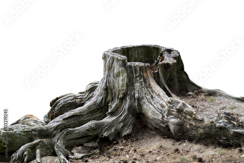 Old weathered tree stump