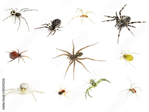 Collection of many different spiders on white background