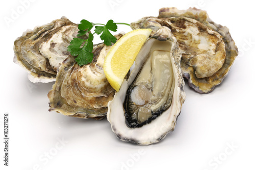 fresh oysters isolated on white background