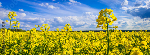 Raps Rapsfeld im Sommer