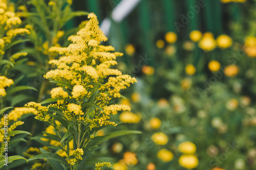 The plant goldenrod in bloom 5136.