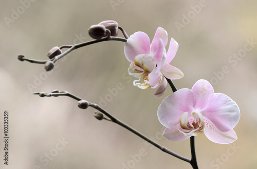 Storczyk - Orchidea