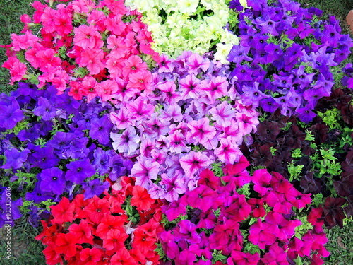 Multicolored petunia flowerbed
