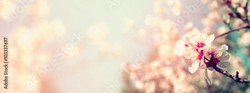 Abstract blurred website banner background of of spring white cherry blossoms tree. selective focus. vintage filtered with glitter overlay 