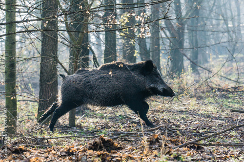 Wildschwein rennend