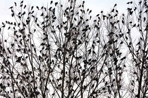 Flock of Bird Pattern