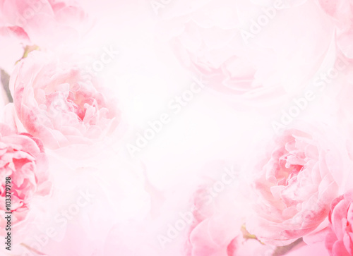 the sweet pink rose flowers for love romance background