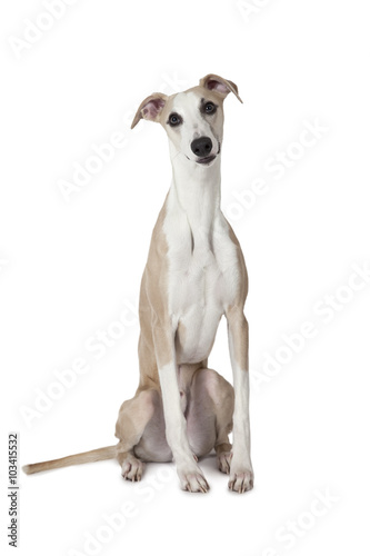 The Whippet dog