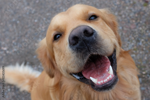 Golden retriever sitting and smiling