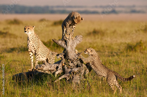 Mother Cheetah and Cubs