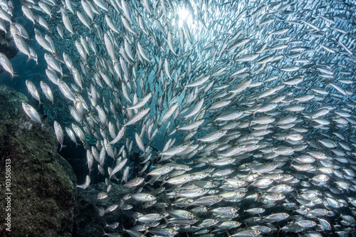 sardine school of fish underwater