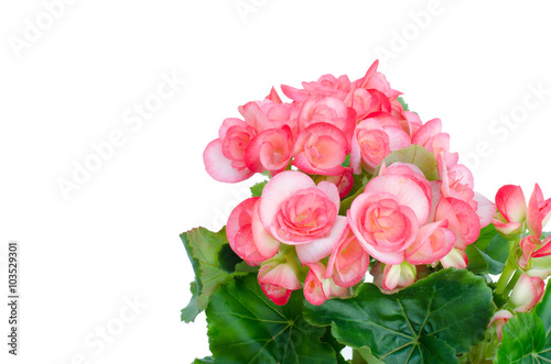  Begonia isolated white background