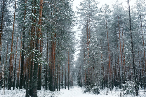 winter fir forest