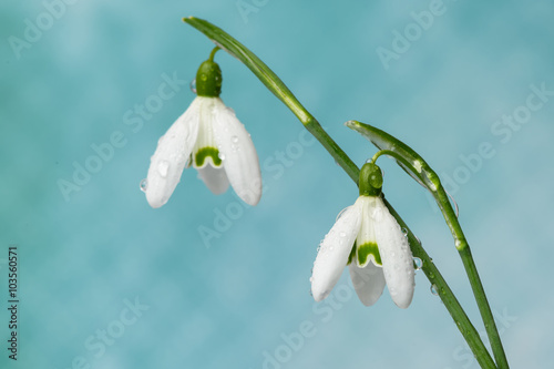 Close up of snowdrops with stylish background and copy space