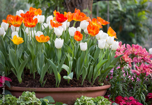 colorful tulips in a flower pot