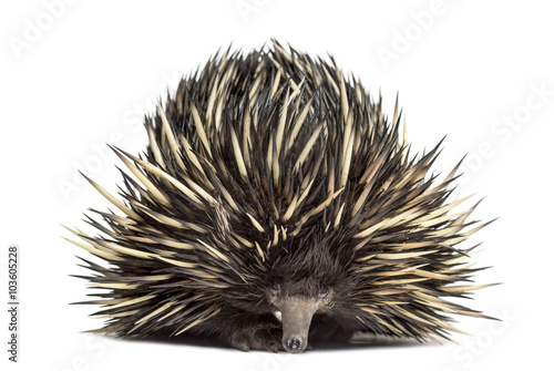 Short-beaked echidna isolated on white