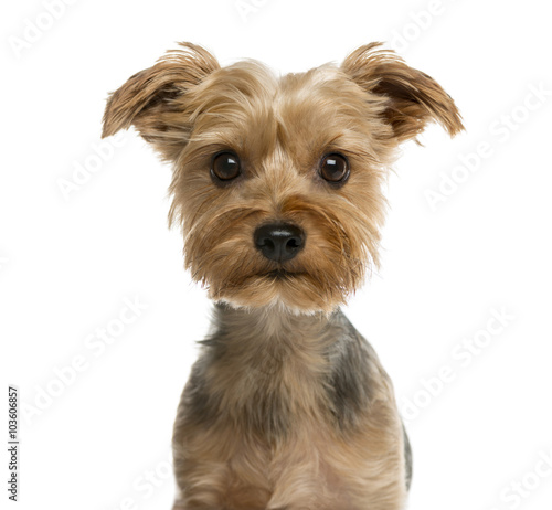 Close-up of a Yorkshire terrier in front of a white background