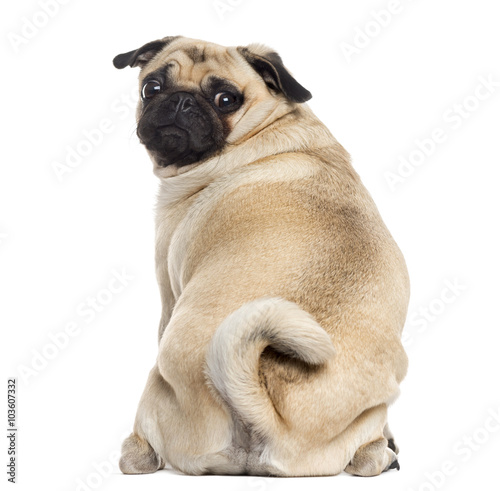 Rear view of a Pug isolated on white