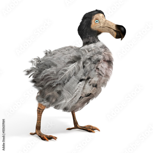 Male Dodo Bird Illustration