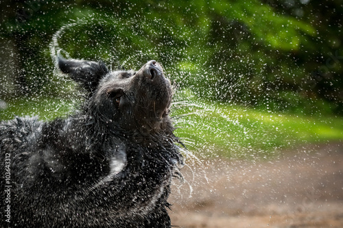 A black Newfoundland-Golden Retriever mixed-breed dog shakes water from head.