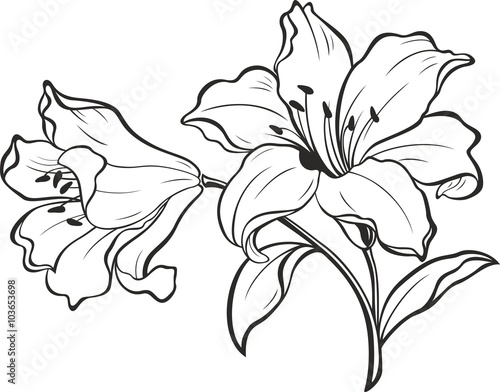 Lily flowers. Blooming lily. Card or floral background with blooming lilies flowers. Silhouette of lily flowers isolated on white background. Vector illustration.