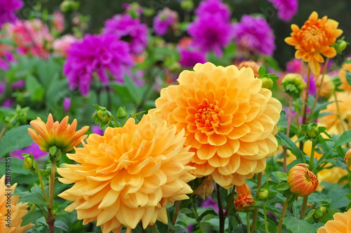 Dahlie Orange Garden - Dahlia is called Orange Garden