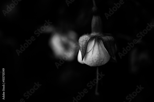 Abstract black and white flowers background