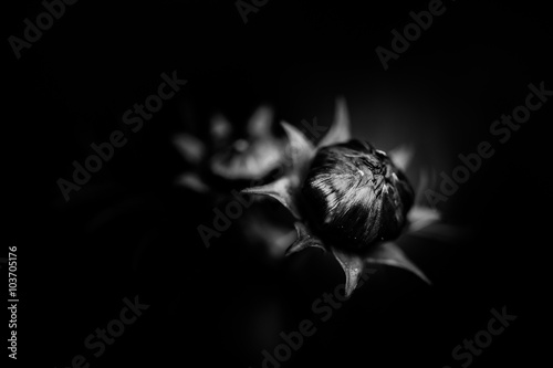 Abstract black and white flowers background