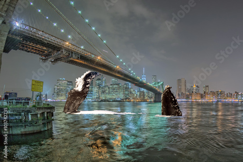 whale in manhattan river at night