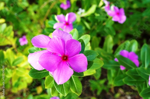 Pink impatiens flowers in bloom in the shade