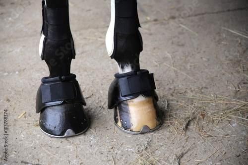 Horse hooves of front legs close up