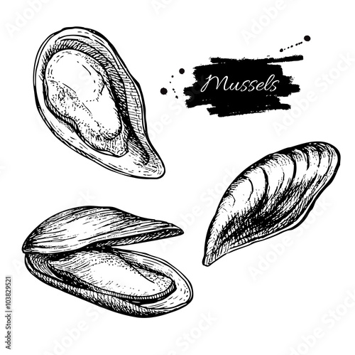 Vector vintage mussel set drawing. Hand drawn monochrome seafood