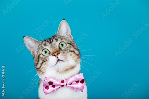 Surprised Cat looking up with a ribbon,bow sitting and looking to camera isolated on blue background.