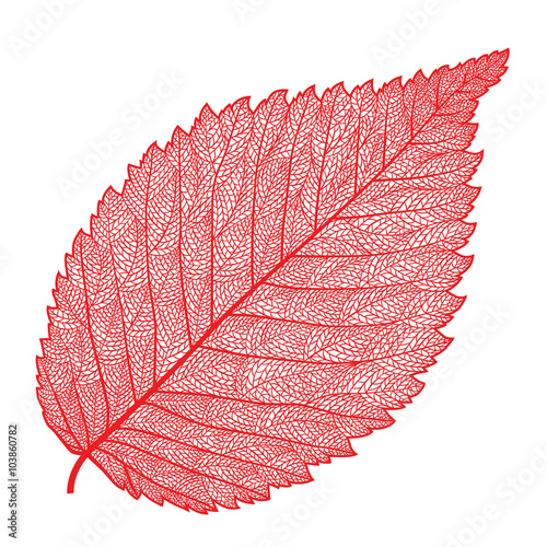 vector skeletonized leaf