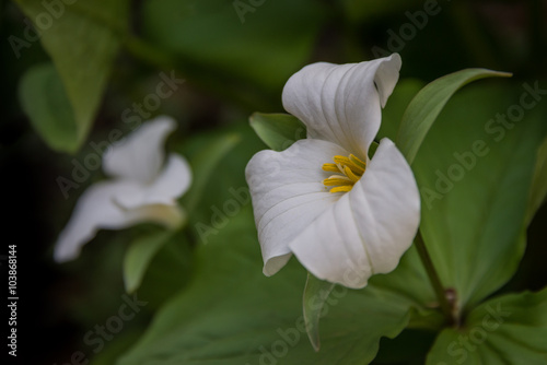 One perfect white trillium (Trillium grandiflorum) flower against a background of green leaves with another trillium in the background.