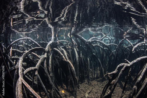 Mangrove Roots Underwater