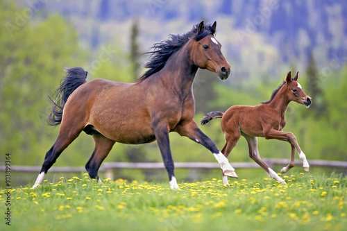 Bay Mare Horse and Foal galloping together in spring meadow