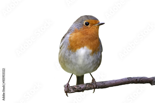 Robin on a branch on white background