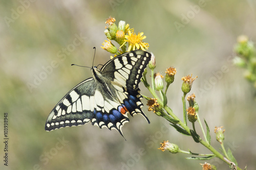 Espectacular mariposa rey