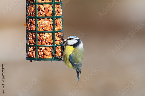 blue tit on garden bird feeder