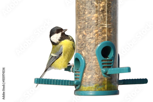 isolated bird on feeder